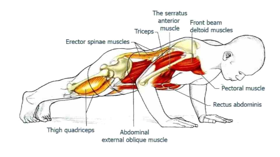 Push Up Muscles Targeted Push Up Muscles Targeted