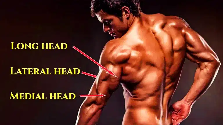 medial, lateral, and the long head of tricep