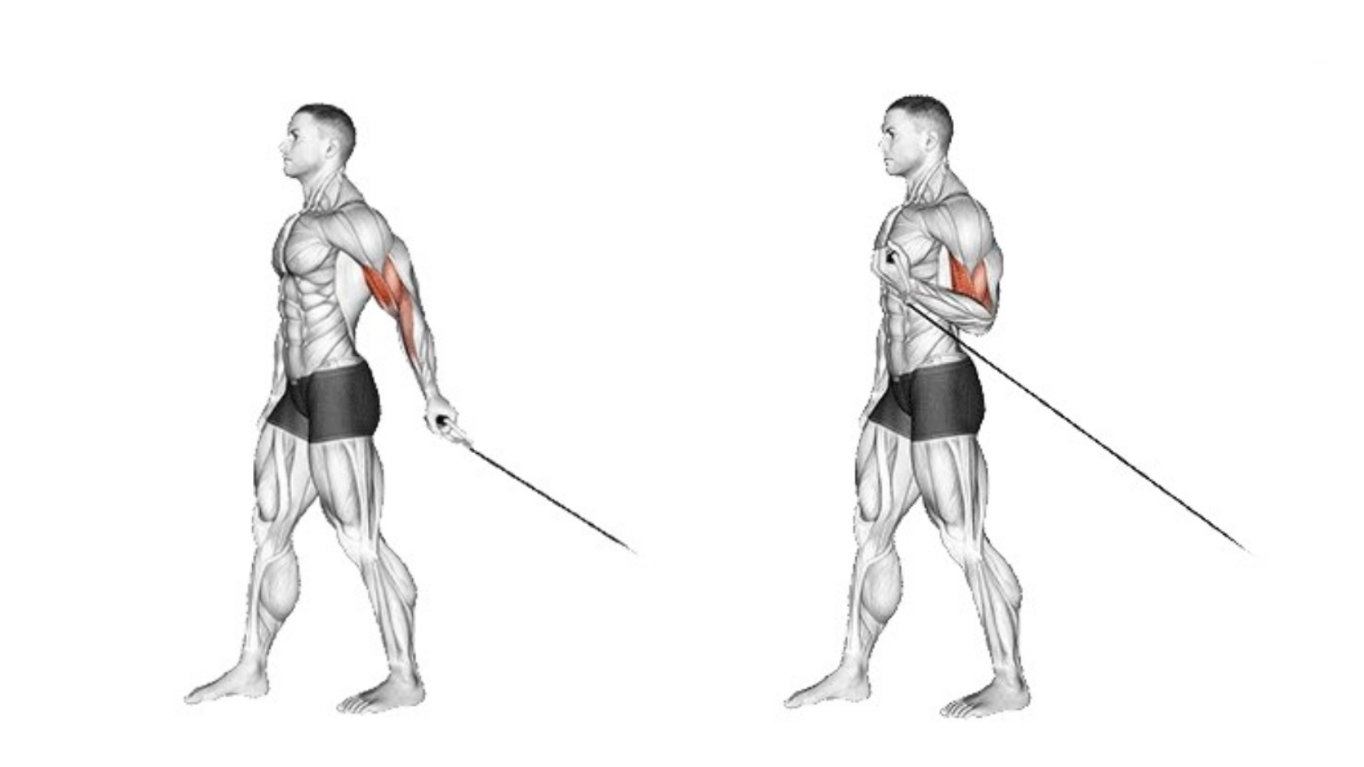 Behind The Back Cable Curl (Bayesian Curl)