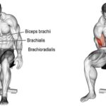 Bodyweight Bicep Curl Exercise