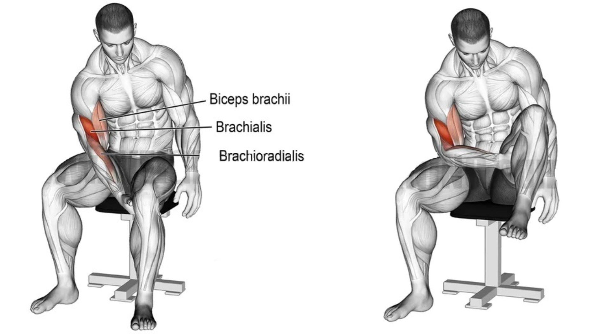 Equipment free bicep online exercises