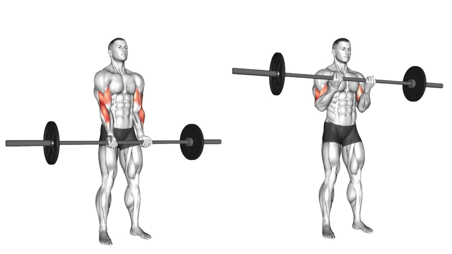 12 Best Long Head Bicep Exercises For Massive Peaks