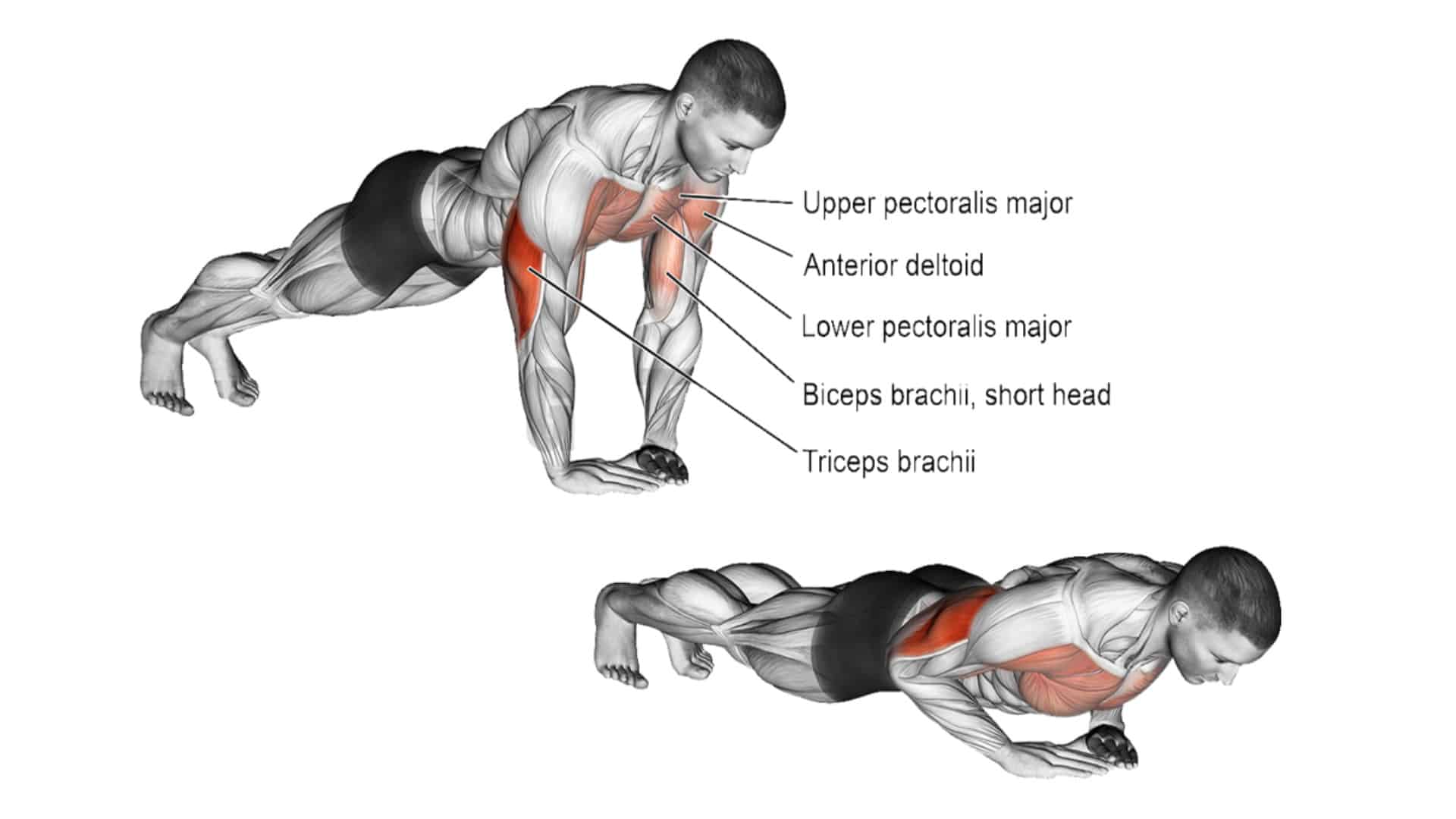 Diamond Push Ups: How To Do, Muscle Worked, Benefits