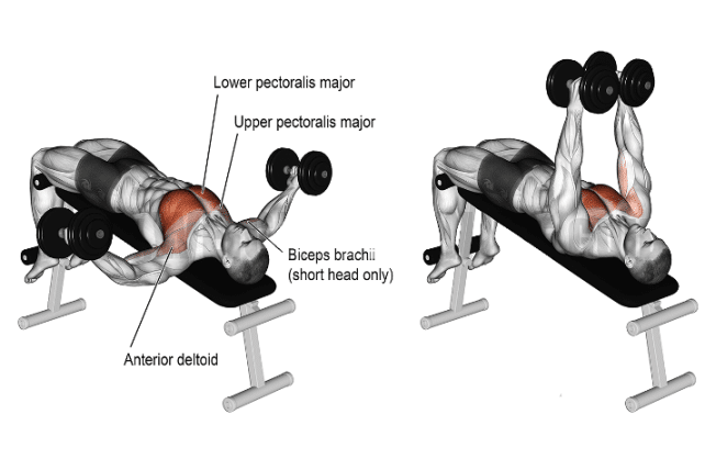 How To Do Decline Dumbbell Fly