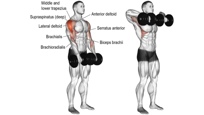 How To Do Upright Dumbbell Row