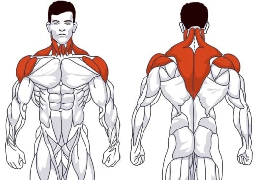 Kettlebell Upright Row Muscle Worked