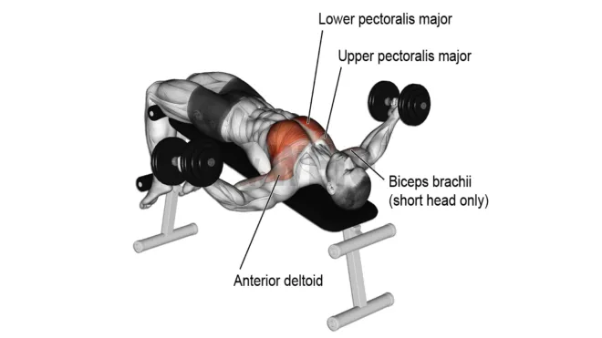 Muscles Worked During Decline Dumbbell Fly