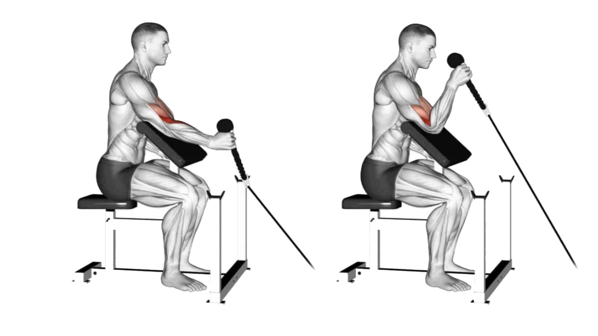 Cable Rope Hammer Curl