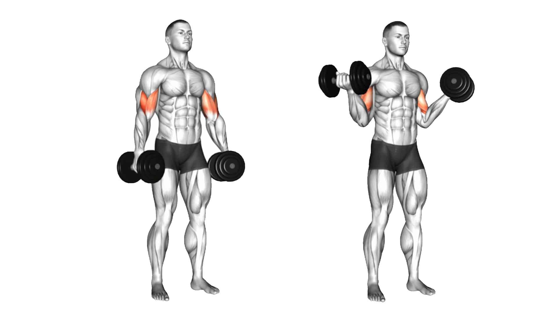Short Head Bicep Workout For Mass and Strength