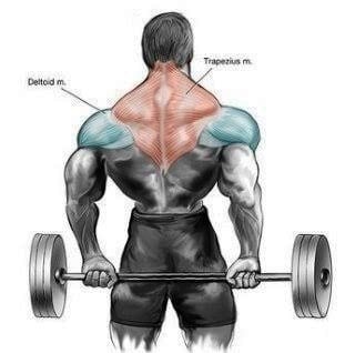 Behind the Back Barbell Shrugs Muscles Worked