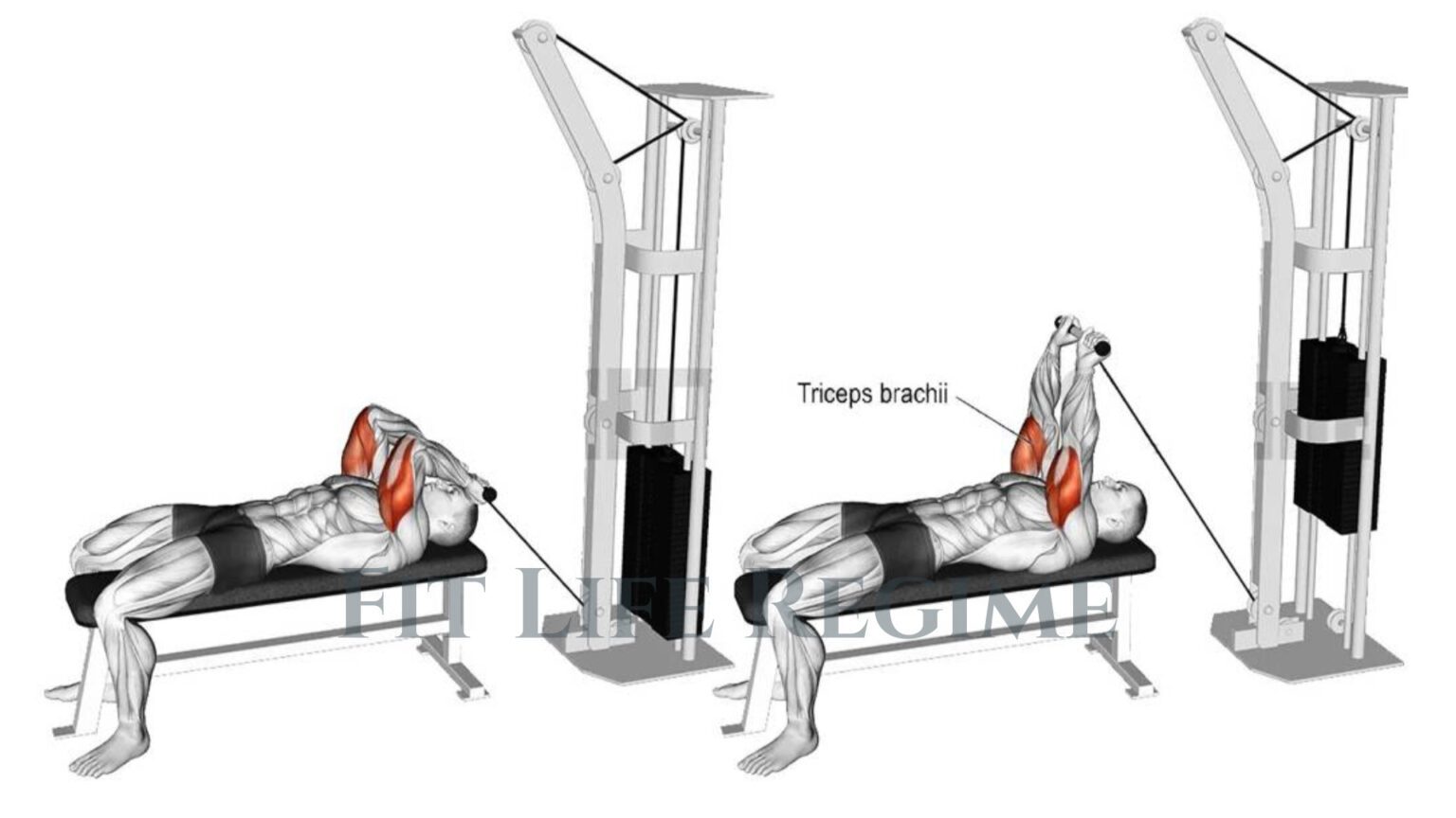 Skull Crushers: Ultimate Guide to Building Bigger, Stronger Triceps