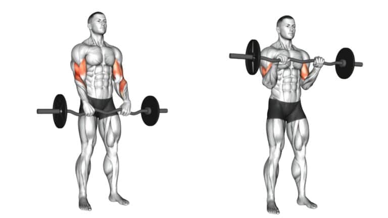 10 Best Brachialis Exercises To Build Bigger and Stronger Arms