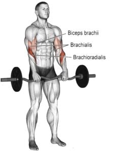 Reverse EZ bar Curl: Muscle Worked, Benefits & Alternate