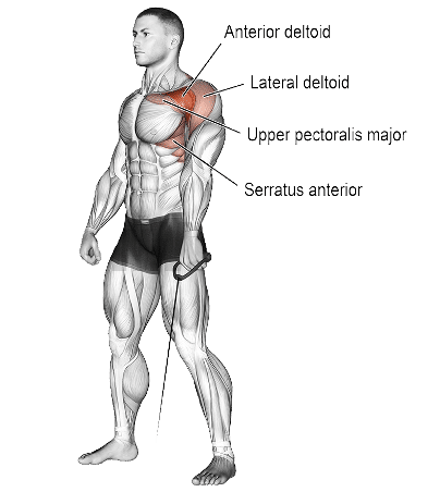 Muscles Worked During One Arm Cable Front Raise