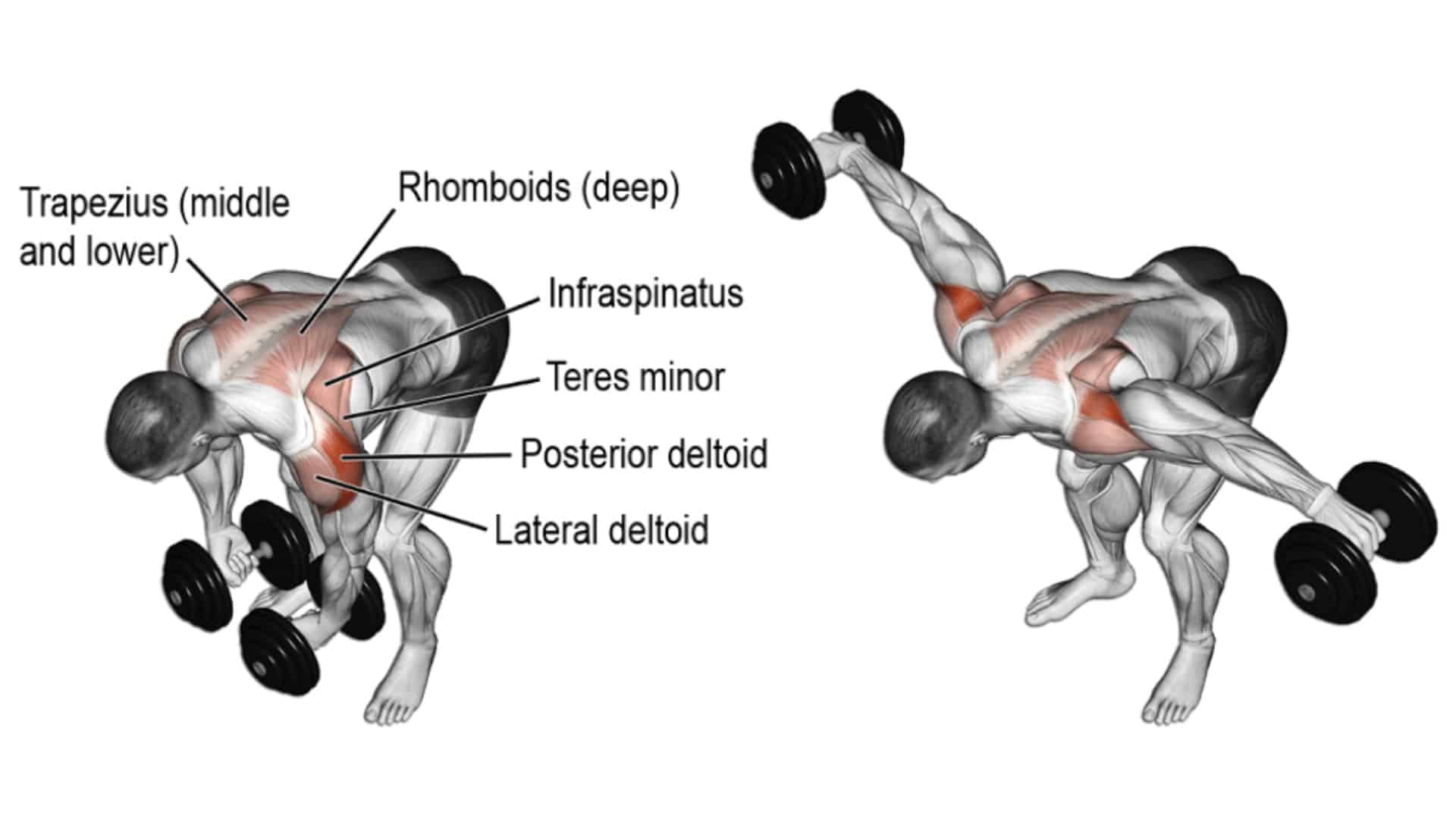 How To Do Bent Over Reverse Dumbbell Fly And Tips Fit Life Regime 