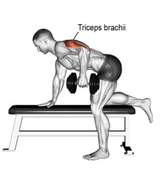 Muscle Worked During Dumbbell Tricep Kickback