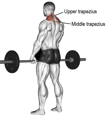 Muscles Worked During Barbell Shrug