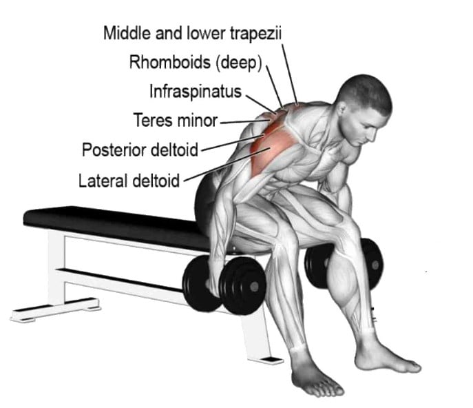 Seated Dumbbell Rear Delt Fly Muscles Worked