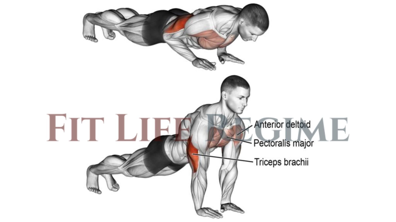 7 Best Tricep PushUps To Build Strong, Muscular Arms
