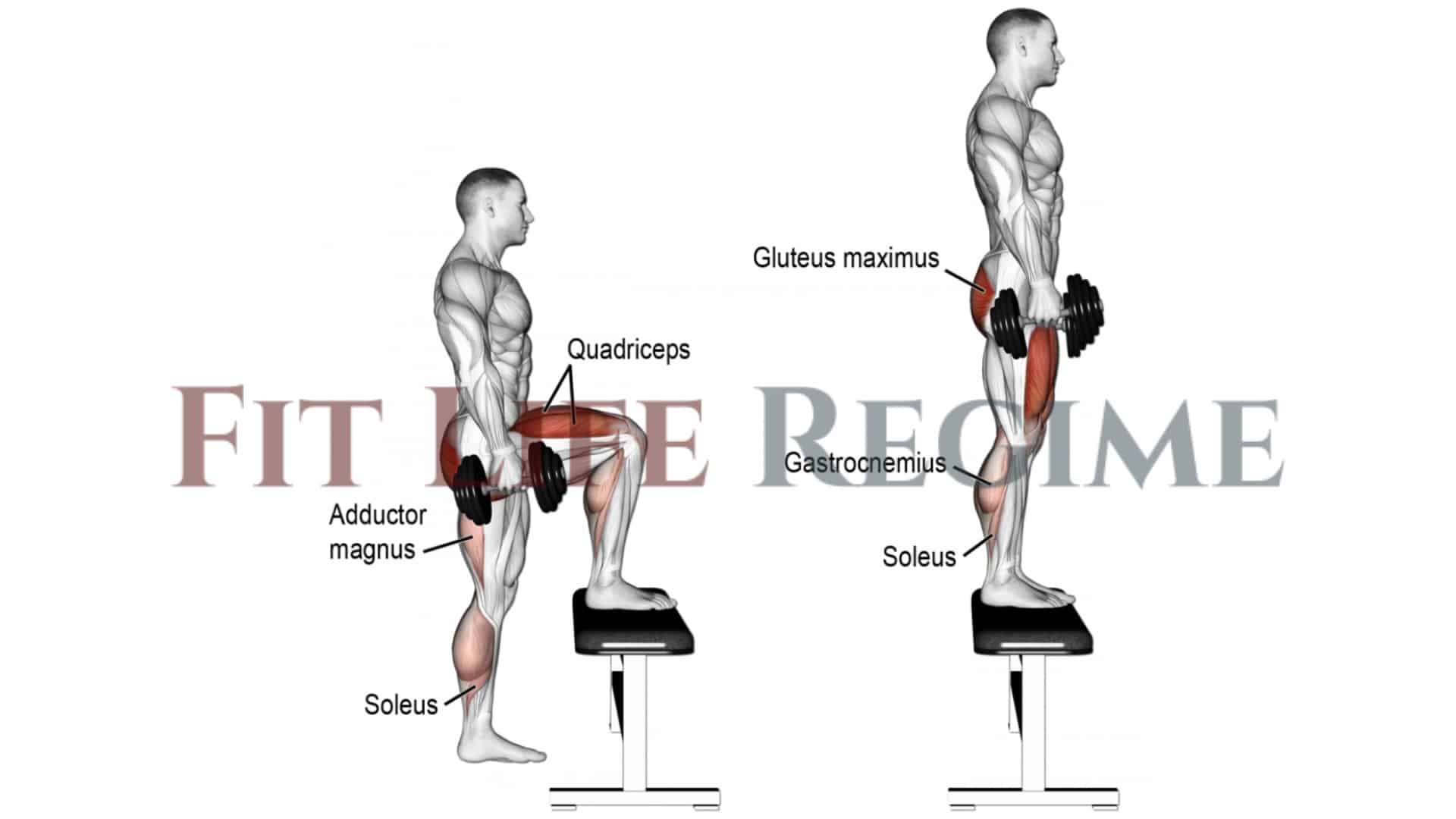 20 Best Dumbbell Leg Exercises To Build Bigger Legs