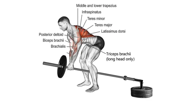 Chest Supported T Bar Row Muscle Worked Alternate