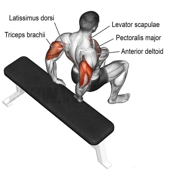 Muscle Worked During Tricep Dip