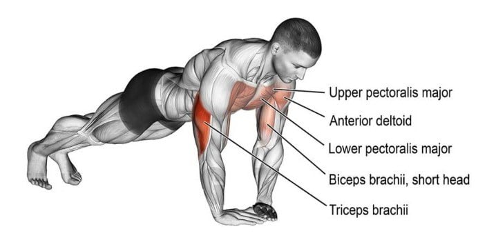 Muscles Worked During Diamond Push Ups