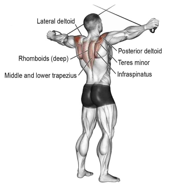 Muscles Worked During Reverse Cable Crossover