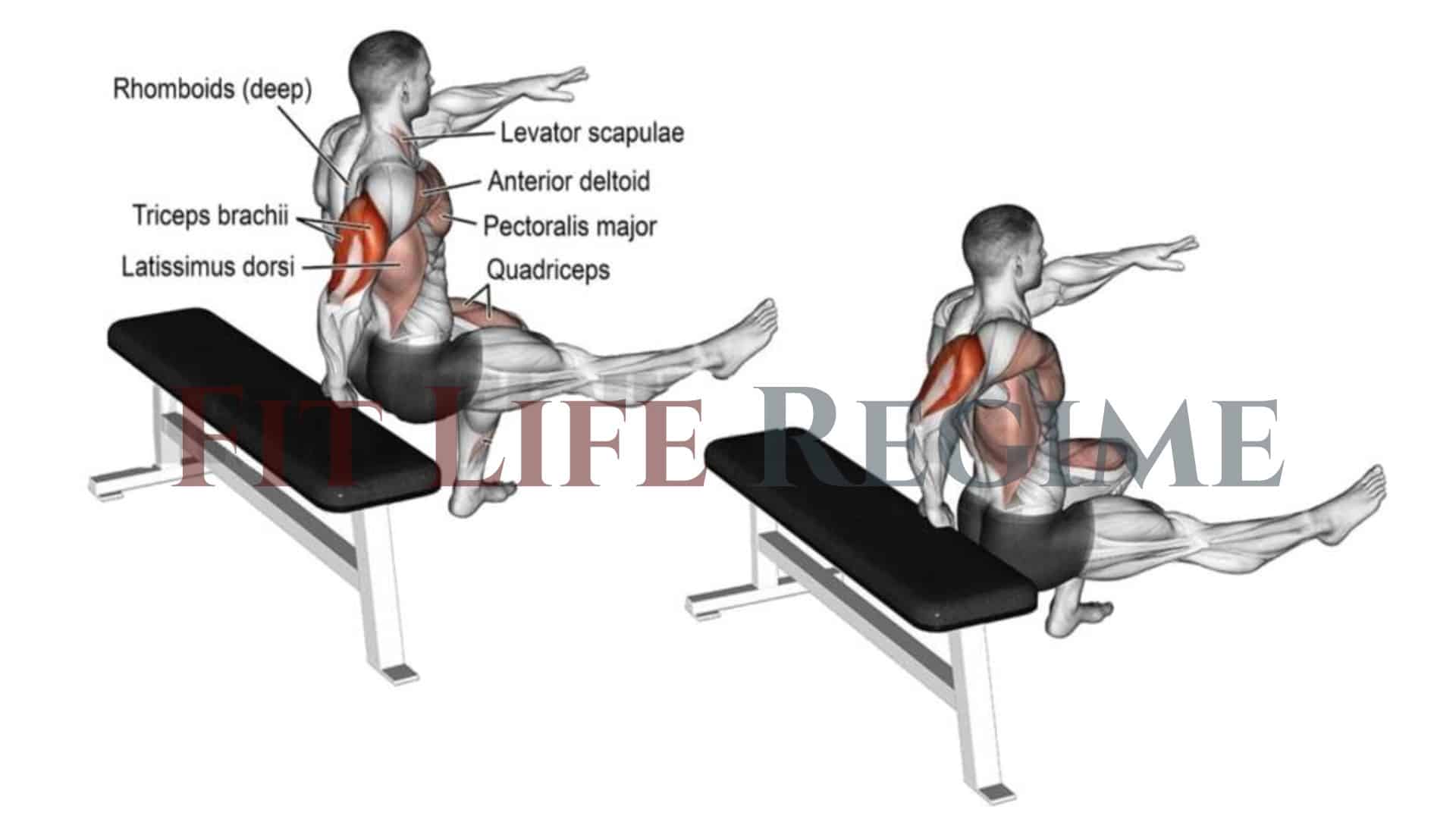 7 Most Effective Tricep Dips To Build Mass & Strength