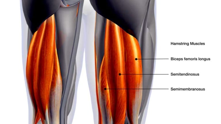 The Anatomy of the Hamstrings
