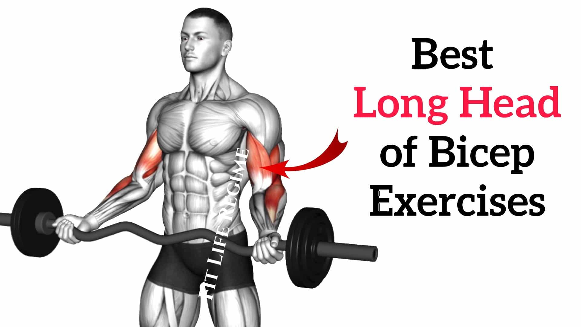 Best Long Head Bicep Exercises