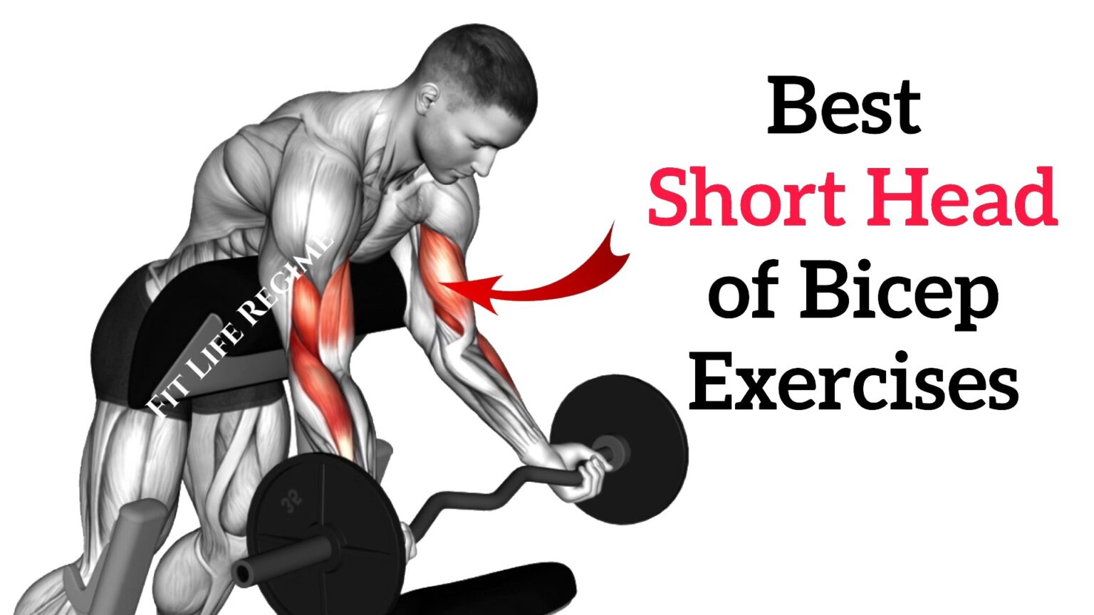 12 Best Short Head Bicep Exercises (Inner Bicep)