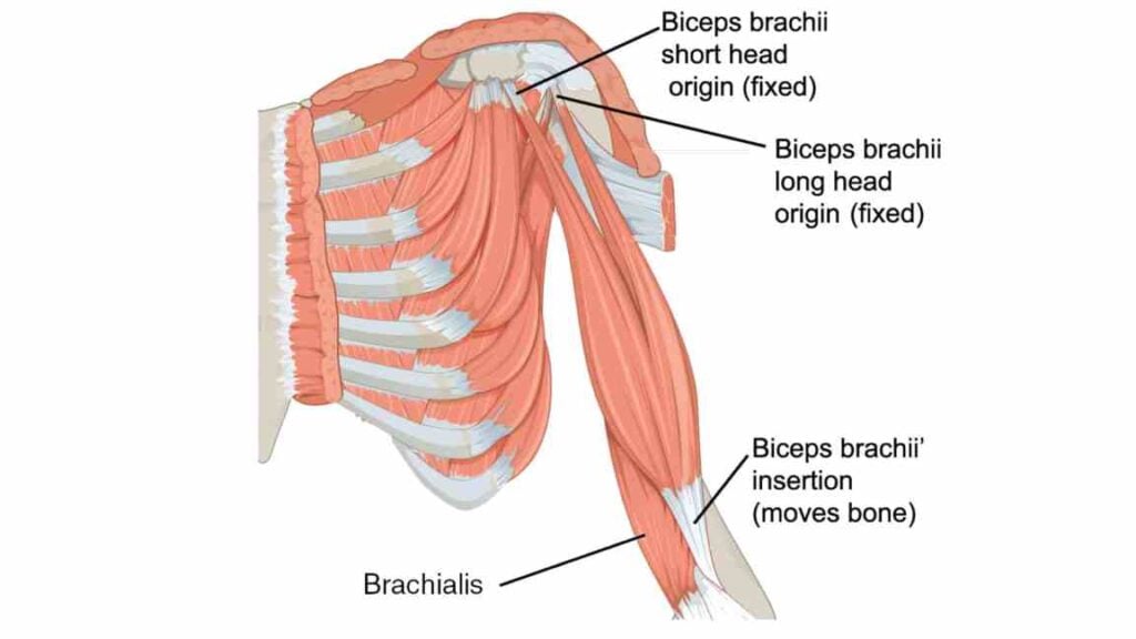 Brachialis Muscle