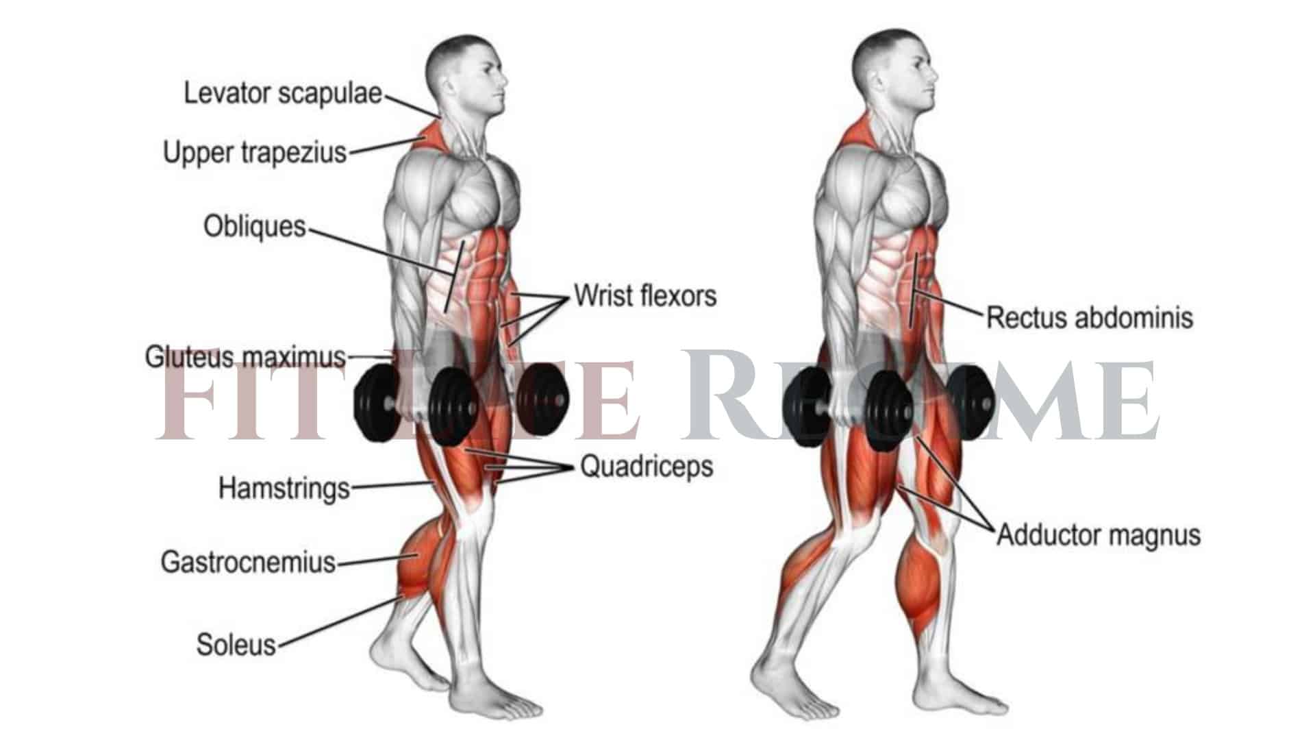 7 Best Dumbbell Calf Exercises to Strengthen Your Calves