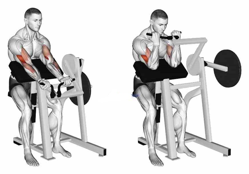 Preacher Curl Machine Huge Biceps At Lisette Webb Blog