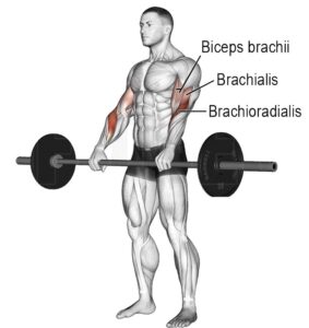 Reverse Bicep Curl: Muscle Worked, Benefits, Variations