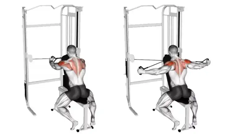 12 Best Cable Rear Delt Exercises for Stronger Shoulders