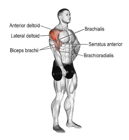 Muscle Worked During Single Arm Upright Row