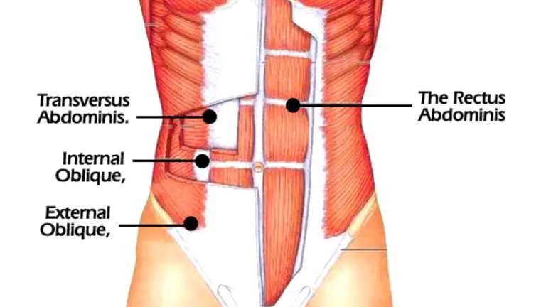 Abs and Obliques Muscles