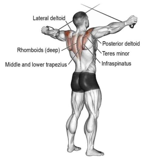 Cable Rear Delt Fly Muscle Worked