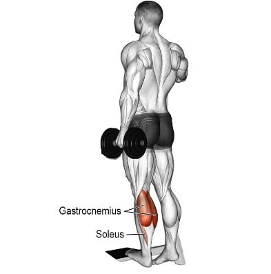 Muscle Worked During Dumbbell Calf Raise