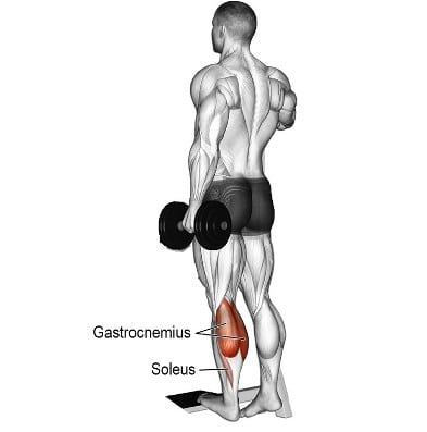 Standing Dumbbell Calf Raise Standing Dumbbell Calf Raise