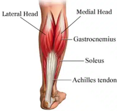 gastrocnemius muscle,