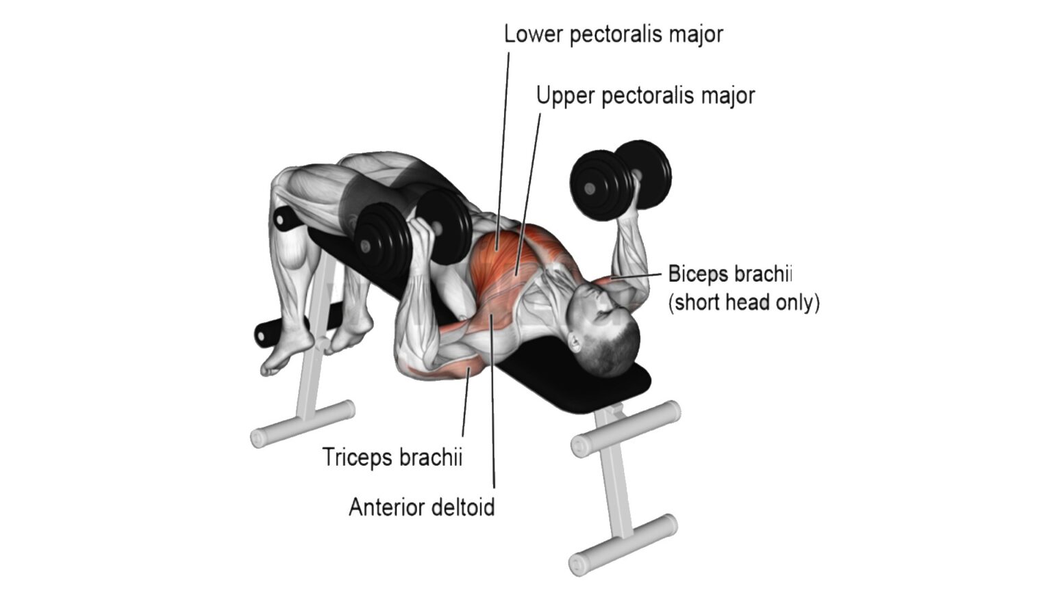 How To Do Decline Dumbbell Bench Press With Perfect Technique