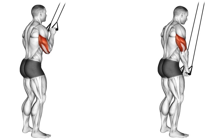 Tricep band Pushdown