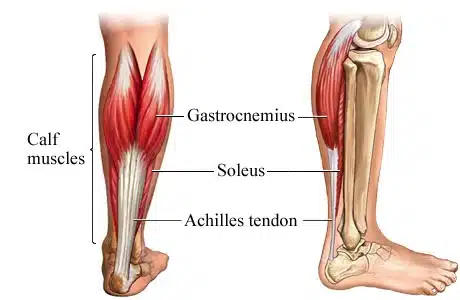 Know About Calf Muscles the gastrocnemius and the soleus
