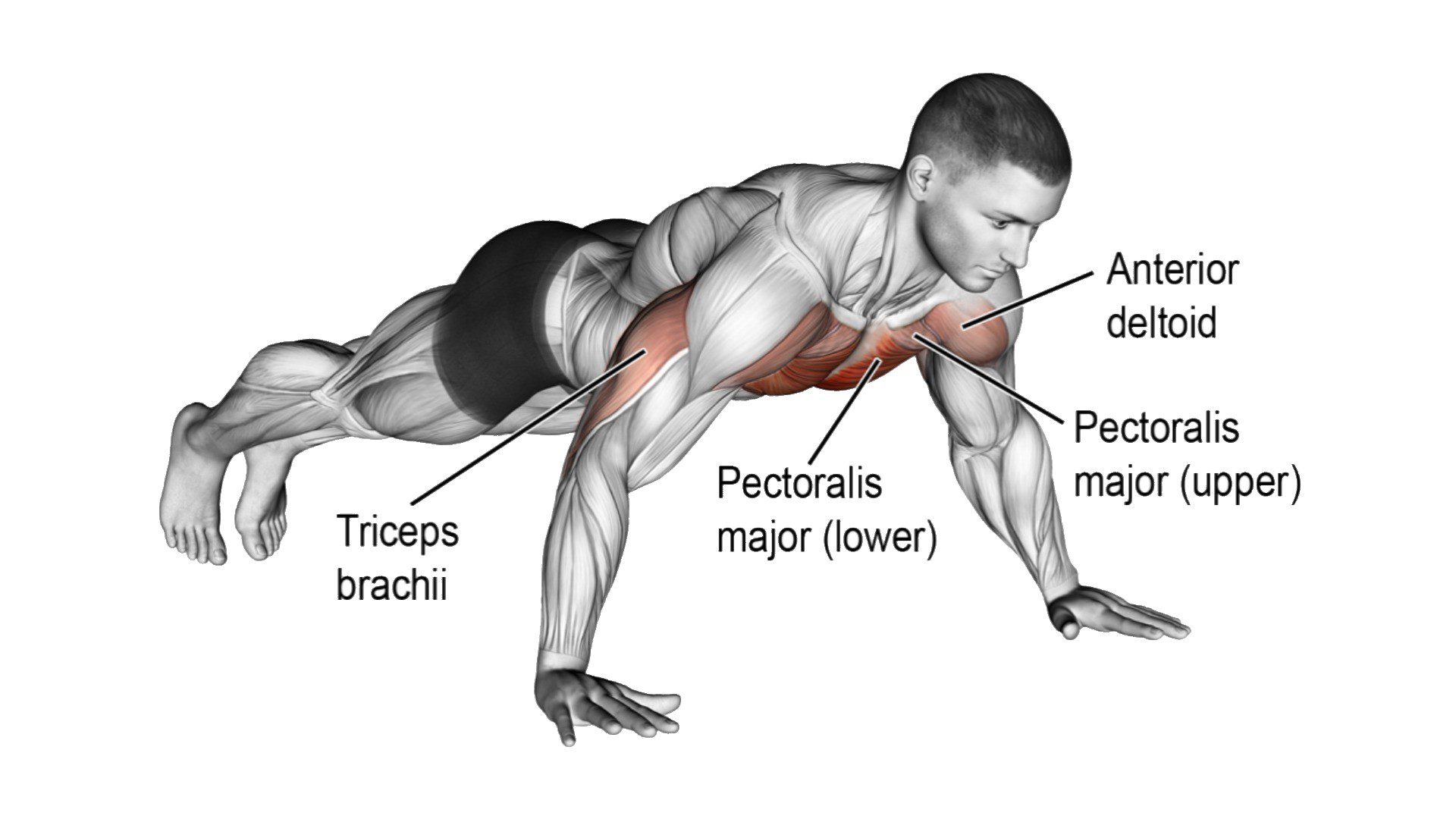 Muscle Worked During Wide Push Ups