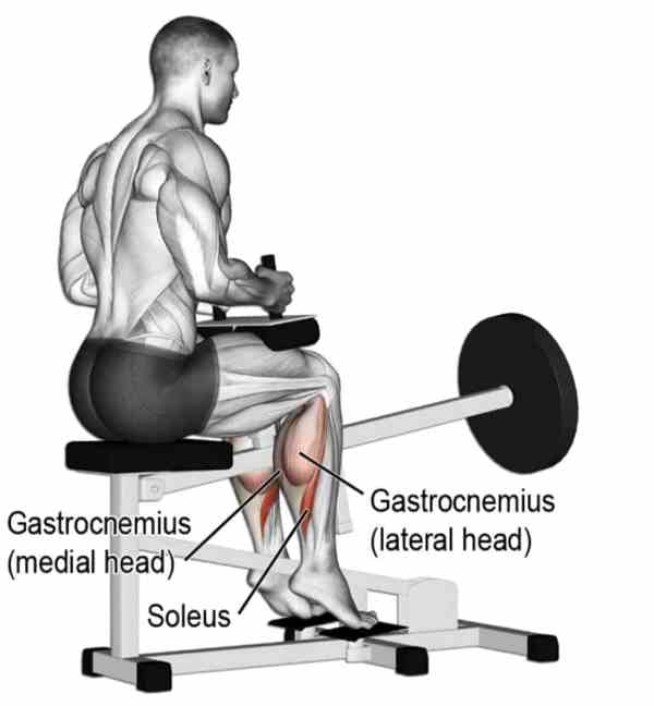 Seated Calf Raises Muscles Worked