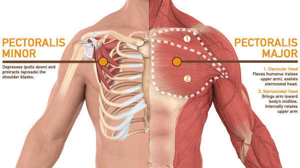 Upper Chest Muscle