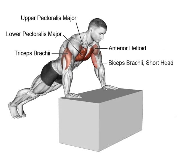 Muscles Worked by Lower Chest Push Ups